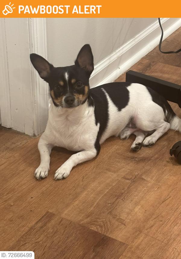 Found/Stray Male Dog last seen Near church lane , Upper Darby Township, PA 19082
