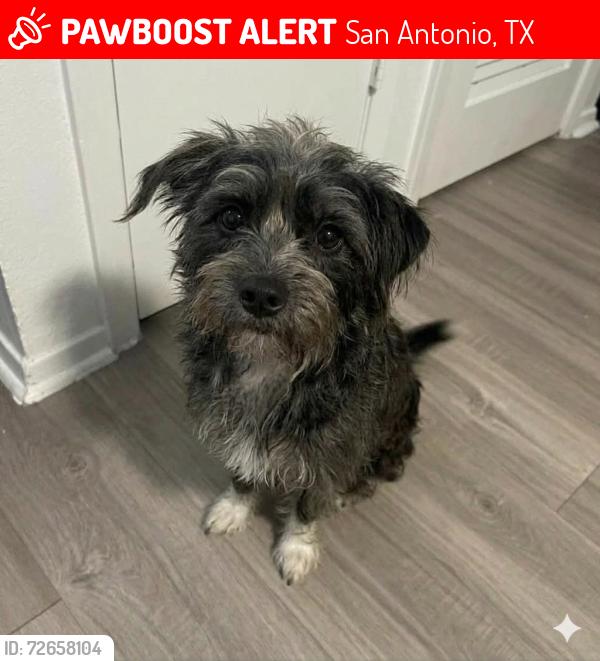 Lost Female Dog last seen Thousand Oaks, Canyon Ledge St., San Antonio, TX 78232