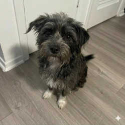 Lost Female Dog last seen Thousand Oaks, Canyon Ledge St., San Antonio, TX 78232