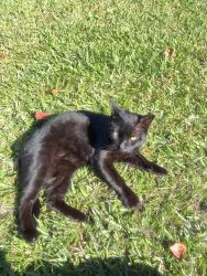 Lost Male Cat last seen Narcoosee road, St. Cloud, FL 34771