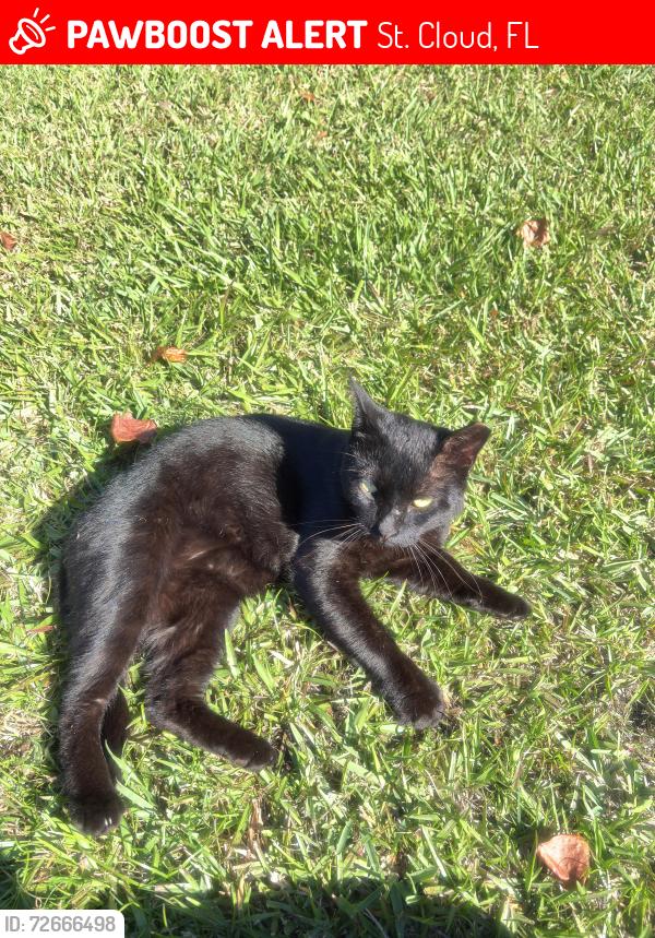 Lost Male Cat last seen Narcoosee road, St. Cloud, FL 34771