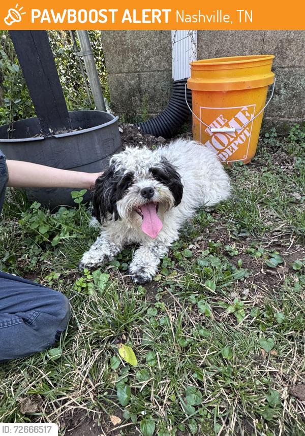 Found/Stray Female Dog last seen Madison blvd, Nashville, TN 37115