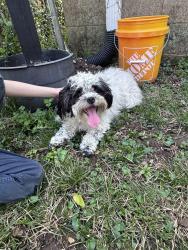 Found/Stray Female Dog last seen Madison blvd, Nashville, TN 37115