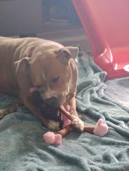 Found/Stray Female Dog last seen Marcum terrace office , Huntington, WV 25705