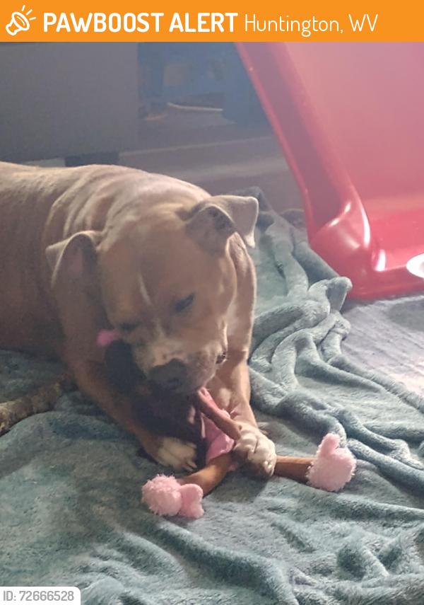 Found/Stray Female Dog last seen Marcum terrace office , Huntington, WV 25705