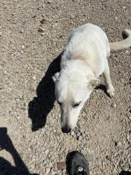 Found/Stray Unknown Dog last seen 5715–5799 Richardson St Fort Worth, TX  76119 United States, Fort Worth, TX 76119
