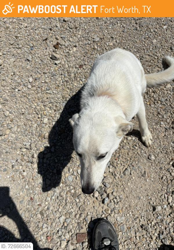 Found/Stray Unknown Dog last seen 5715–5799 Richardson St Fort Worth, TX  76119 United States, Fort Worth, TX 76119