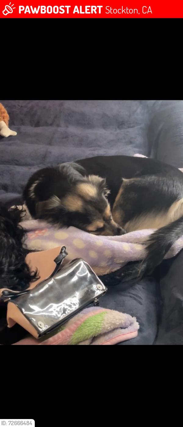 Lost Female Dog last seen Aurora Street and Worth Street, Stockton, CA 95206
