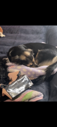 Lost Female Dog last seen Aurora Street and Worth Street, Stockton, CA 95206
