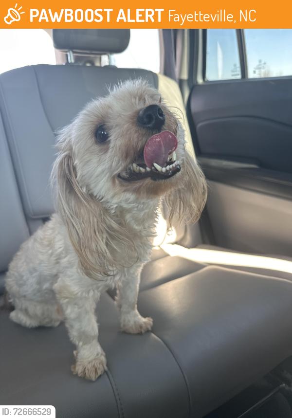 Found/Stray Male Dog last seen Morganton Road, Fayetteville, NC 28303