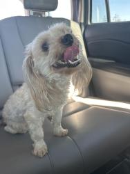 Found/Stray Male Dog last seen Morganton Road, Fayetteville, NC 28303