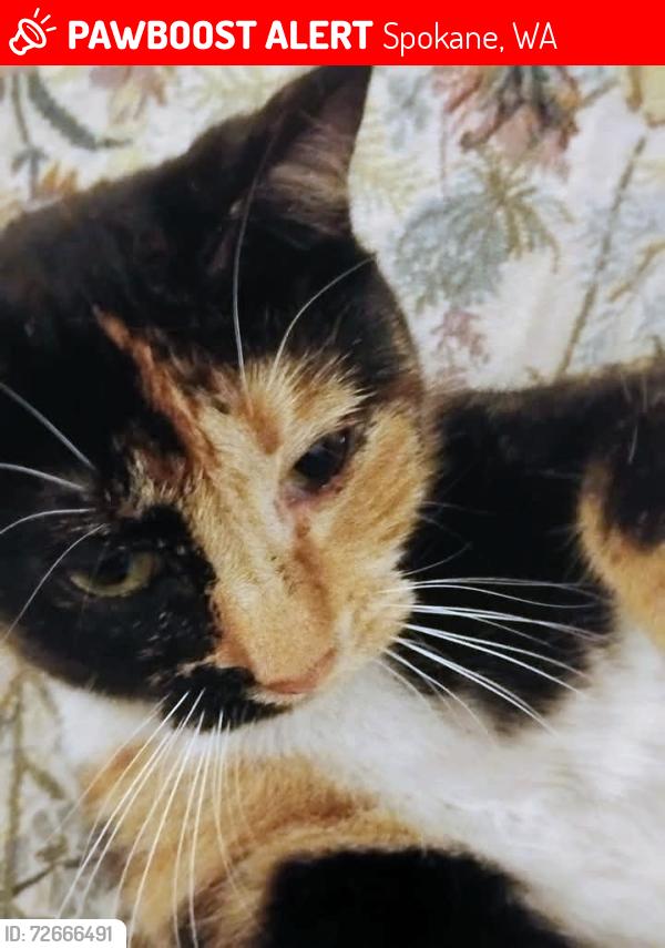 Lost Female Cat last seen W 10th & Cannon, Spokane, WA 99204