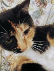 Lost Female Cat last seen W 10th & Cannon, Spokane, WA 99204