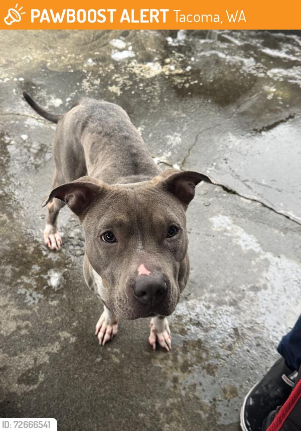 Found/Stray Female Dog last seen S 64th st, Tacoma, WA 98409