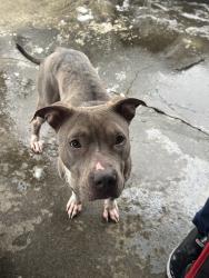 Found/Stray Female Dog last seen S 64th st, Tacoma, WA 98409