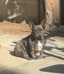 Lost Male Dog last seen Fulton Ave, Los Angeles, CA 91401