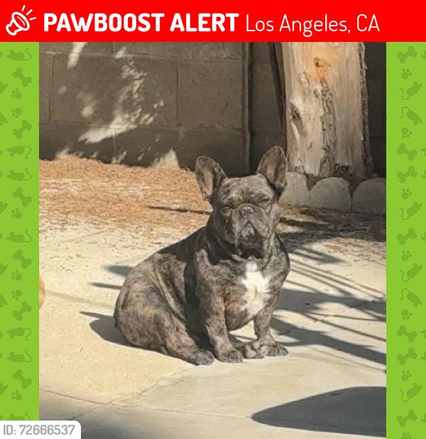 Lost Male Dog last seen Fulton Ave, Los Angeles, CA 91401