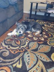 Lost Male Dog last seen Near Orchard Dale Dr, Spring, TX 77389, Spring, TX 77389