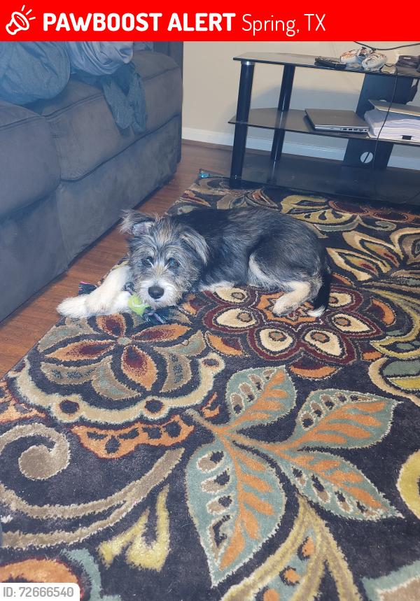 Lost Male Dog last seen Near Orchard Dale Dr, Spring, TX 77389, Spring, TX 77389