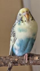 Lost Female Bird last seen Integra Hills Lane, Collegedale, TN 37363