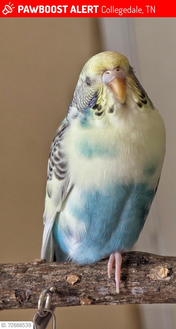 Lost Female Bird last seen Integra Hills Lane, Collegedale, TN 37363