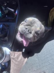 Found/Stray Unknown Dog last seen 21st and Genevieve , San Bernardino, CA 92405