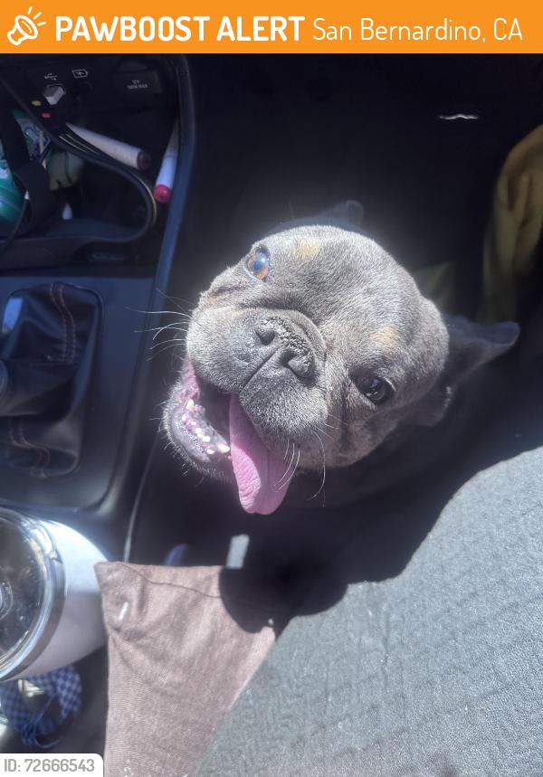 Found/Stray Unknown Dog last seen 21st and Genevieve , San Bernardino, CA 92405