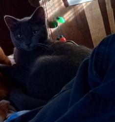 Lost Male Cat last seen Clete Rd, Cane Dr, Garrett Way, Concord Rd, Near the dollar general mart and the Boomerang Church, Albemarle, NC 28001
