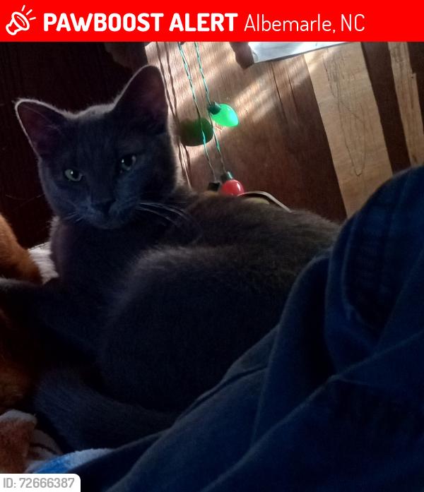 Lost Male Cat last seen Clete Rd, Cane Dr, Garrett Way, Concord Rd, Near the dollar general mart and the Boomerang Church, Albemarle, NC 28001