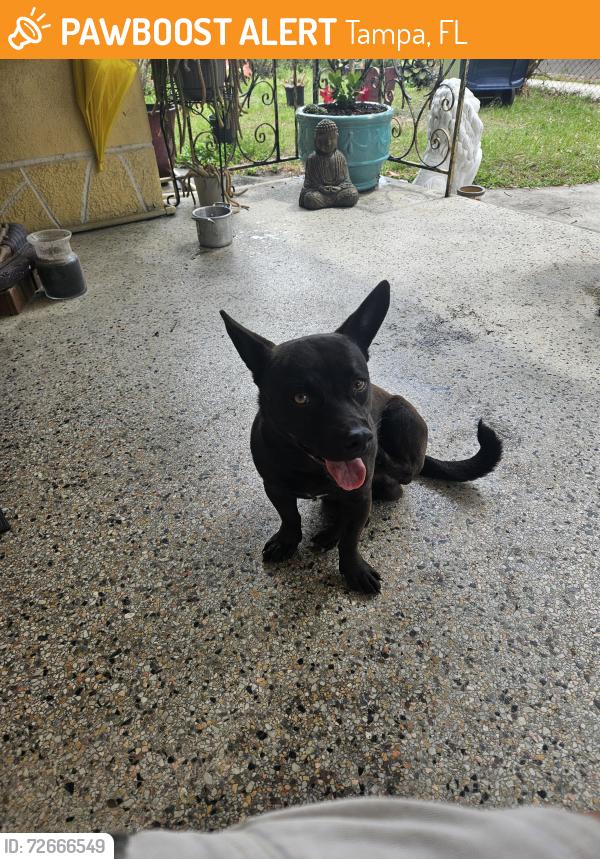 Found/Stray Male Dog last seen IDA & TALIAFERRO , Tampa, FL 33603