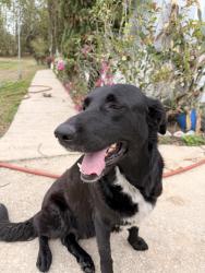 Found/Stray Female Dog last seen South Buckhill rd, Clermont, FL 34711