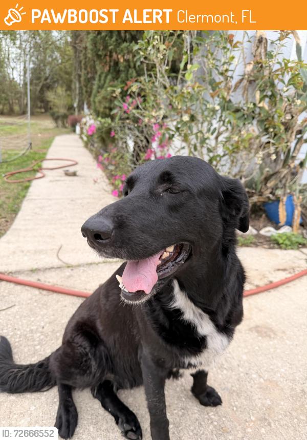 Found/Stray Female Dog last seen South Buckhill rd, Clermont, FL 34711
