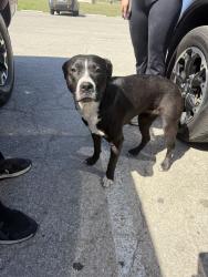 Found/Stray Female Dog last seen Old Corpus Christi rd, San Antonio, TX 78235