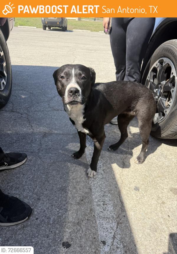 Found/Stray Female Dog last seen Old Corpus Christi rd, San Antonio, TX 78235