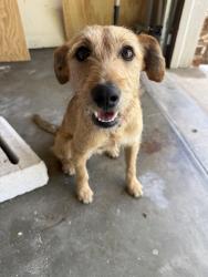 Found/Stray Male Dog last seen  College Dr, Victoria, TX 77901