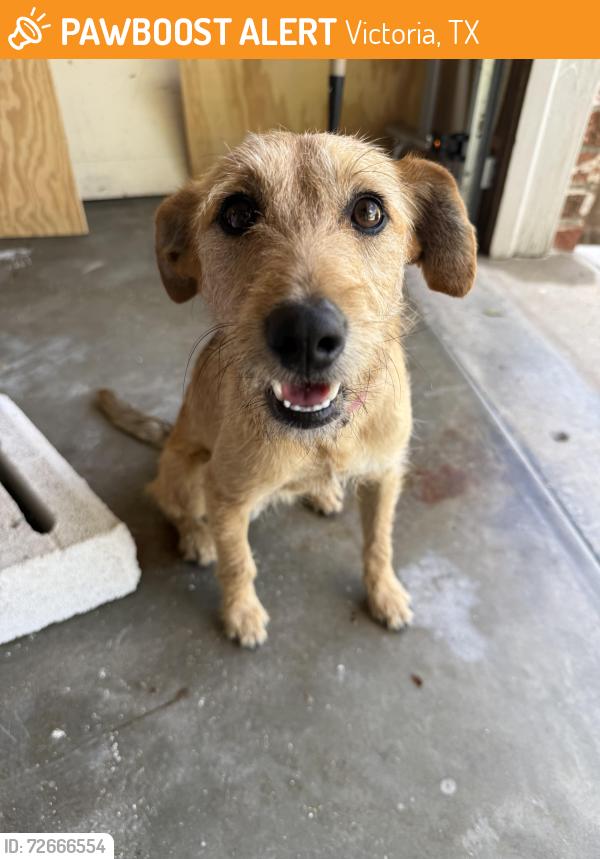 Found/Stray Male Dog last seen  College Dr, Victoria, TX 77901