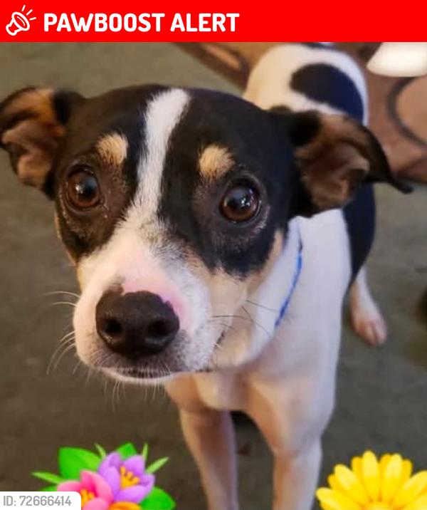 Lost Male Dog last seen Felix Lee Rd., East Feliciana Parish, LA 70730