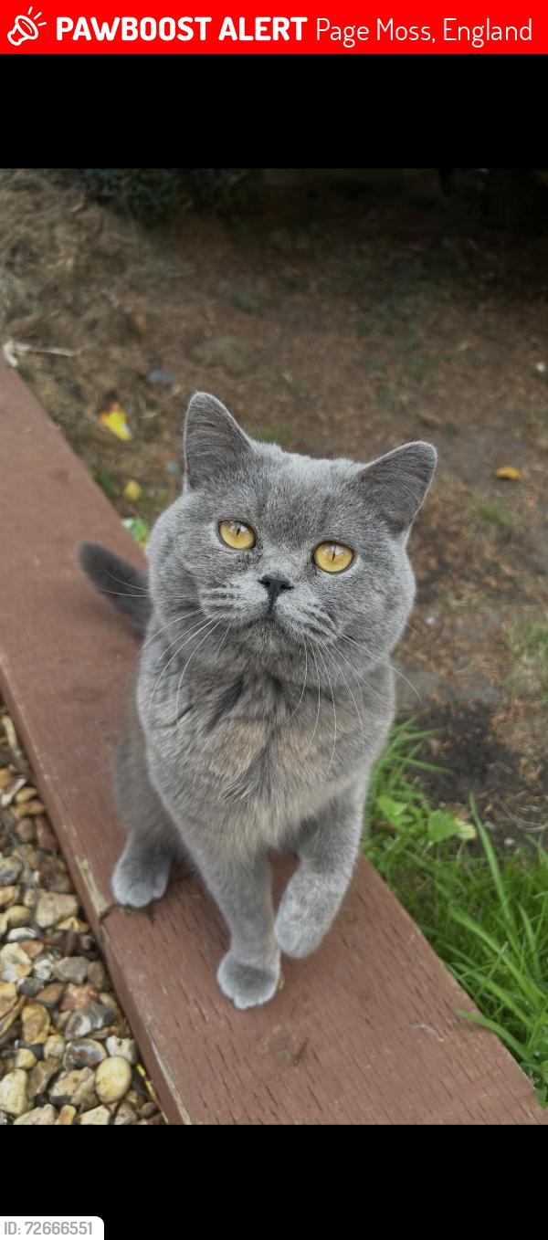 Lost Unknown Cat last seen Near Page moss shops, Page Moss, England 