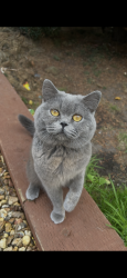 Lost Unknown Cat last seen Near Page moss shops, Page Moss, England 