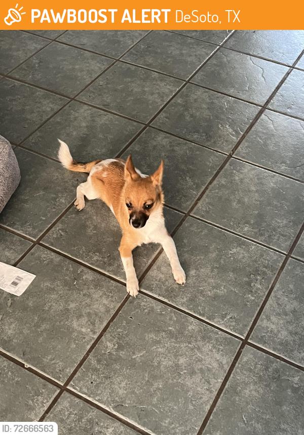 Found/Stray Female Dog last seen Chattey rd and pleasant run, DeSoto, TX 75115