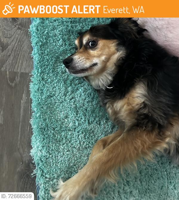 Found/Stray Male Dog last seen Garfield elementary school, Everett, WA 98201