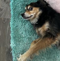 Found/Stray Male Dog last seen Garfield elementary school, Everett, WA 98201
