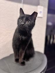 Lost Male Cat last seen South Fl Ave & Lake Miriam Publix, Lakeland, FL 33813