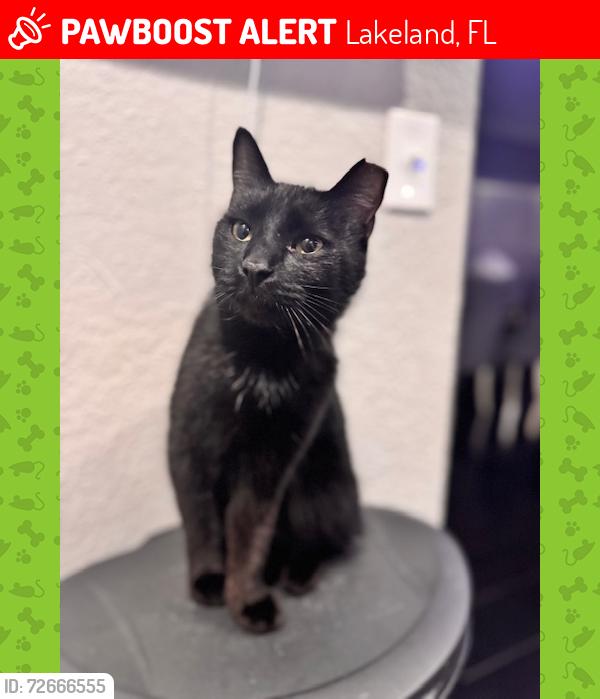 Lost Male Cat last seen South Fl Ave & Lake Miriam Publix, Lakeland, FL 33813
