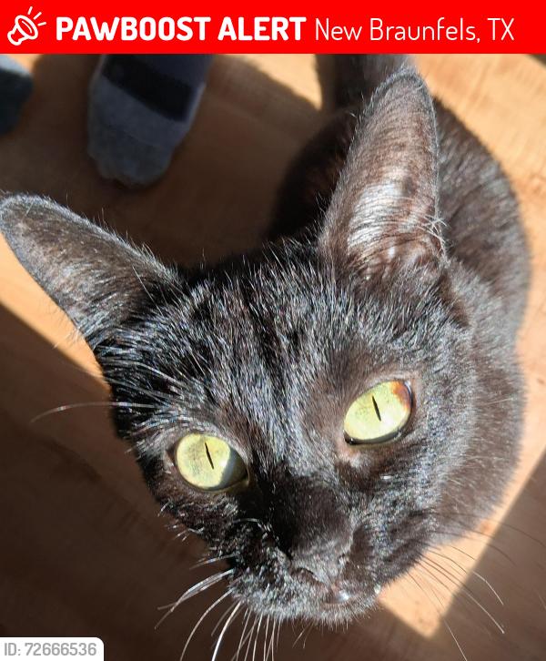 Lost Male Cat last seen Westshore Colony Apartments by the Texas Medclinic, New Braunfels, TX 78130