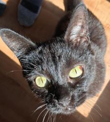 Lost Male Cat last seen Westshore Colony Apartments by the Texas Medclinic, New Braunfels, TX 78130