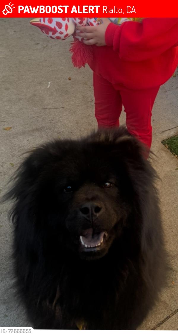 Lost Female Dog last seen Pepper , Rialto, CA 92376