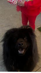 Lost Female Dog last seen Pepper , Rialto, CA 92376