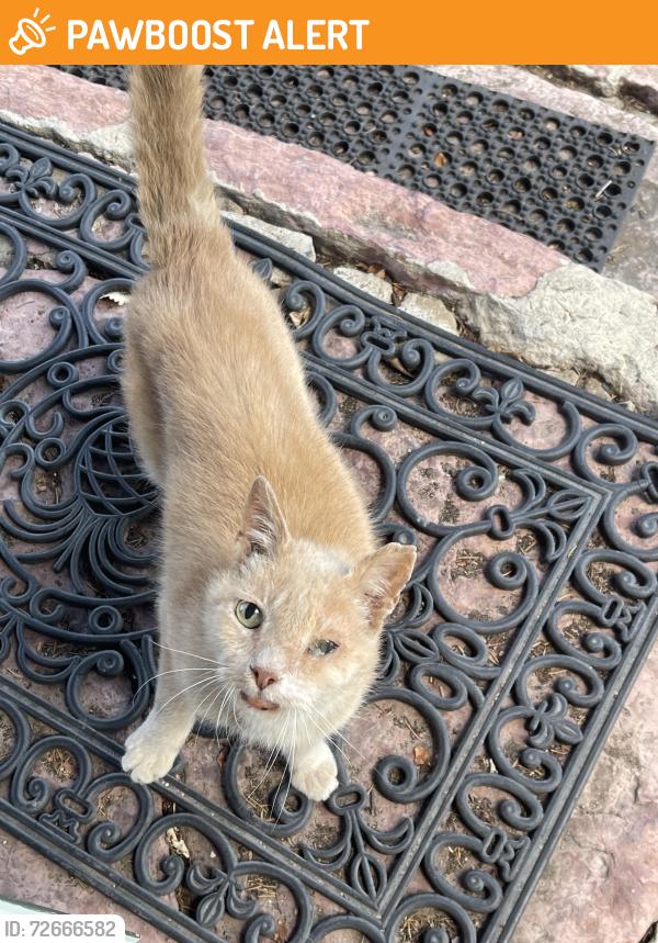 Found/Stray Unknown Cat last seen Mesa Rd & San Juan Rd, Colorado Springs, CO 80904