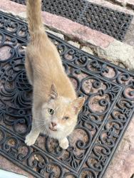 Found/Stray Unknown Cat last seen Mesa Rd & San Juan Rd, Colorado Springs, CO 80904